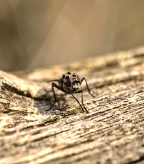 mosca