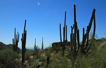 Silhouette of cactuses in the desert