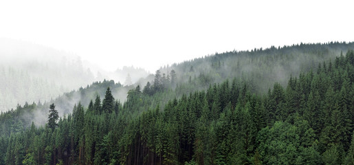 Green mountain forest in the fog. Evergreen spruce and pine trees on the slopes.