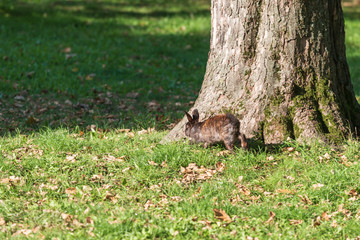 Oryctolagus - Rabbit runs wild in the garden in green grass.