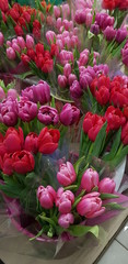 Obraz premium tulips in the garden