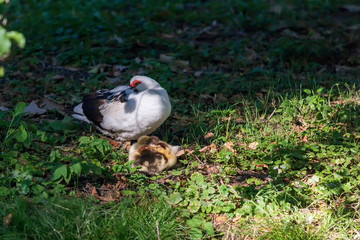 An adult duck has small ducks under its wings