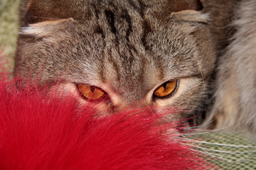 Naklejka premium The cat hid behind the fur. Portrait of a cat