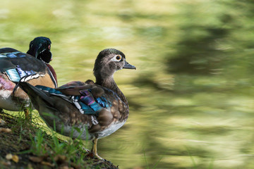 Colorful ornamental duck on a tree by the pond.