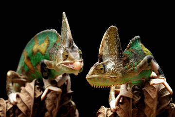 Pied veiled chameleon on dry leave © kuritafsheen