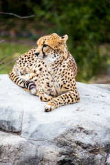 Elegant Cheetah