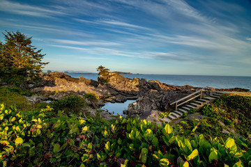 Fototapeta na wymiar Wild flowers by the Pacific ocean, Ucluelet, Vancouver Island, BC, Canada