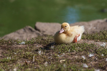 Little wild duck near the water