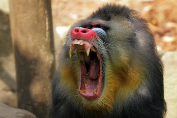 Mandril monkey closeup face with open mouth, Mandrillus sphinx, animal closeup