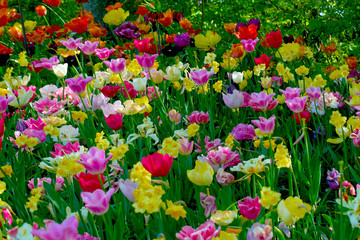 Tulips and Narcissus in the garden