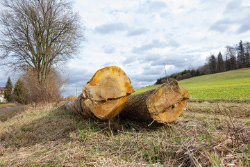 long timber trunk