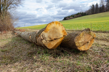long timber trunk