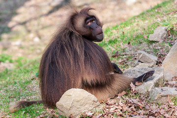 Papio - Baboon sits in the garden and looks around