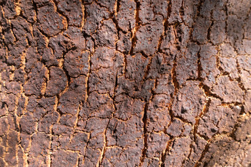 renewed cork bark after debarking