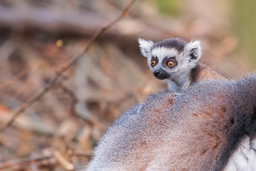 Portrait of Lemuriformes - Lemur in the park, which has on its back a small lemur cub.