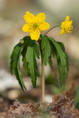 Yellow anemone (Anemone ranunculoides) or yellow wood anemone or buttercup anemone, woodland and forest plant with root-like rhizomesand petal-like tepals of rich yellow colouring, Ranunculaceae