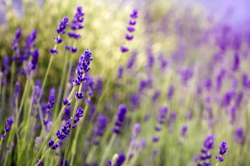 Blooming Lavender in garden. Purple flowers.