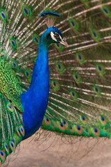 Obraz premium Portrait of Pavo cristatus - Peacock with outstretched tail