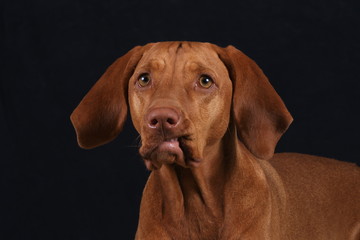Vizsla macht eine Schnute - Studio