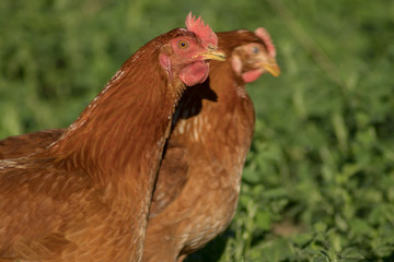 gallinas en la hierba