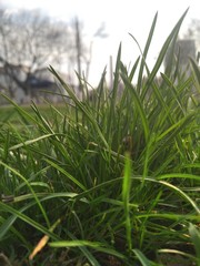 green grass in the wind