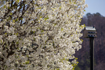 Blooming tree with birdhouse