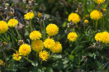 Vibant photo of yellow dandelions, spring background, medical herbs flowers