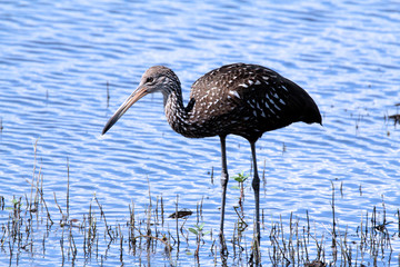 great blue heron on the beach