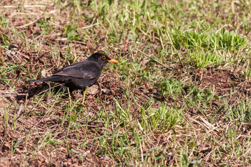 Turdus merula - Blackbird black bird bouncing over green grass.