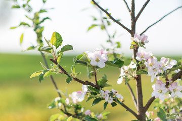 Blooming branches of young apple tree, spring orchard flowers