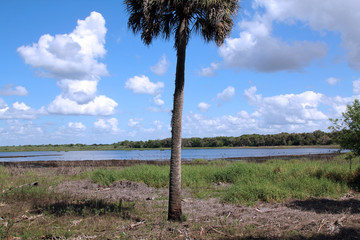 One palm in a woody area