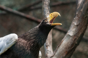 Eagle in a cage with open beak and neck stretched out.