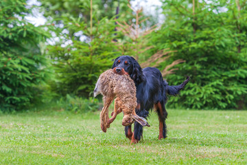 Gordon Setter - Gordon Setter - retrieving a hare