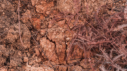 Dry soil texture for rough theme background wallpapers. Macro photograph of tropical agricultural land.