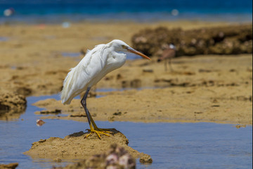 Great Egret - Ardea alba on the edge of the sea. In the background blue sea with nice bokeh. Wild foto.
