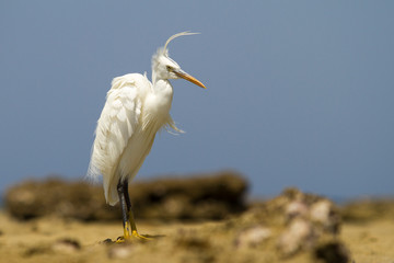 Great Egret - Ardea alba on the edge of the sea. In the background blue sea with nice bokeh. Wild foto.