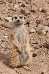 Suricata suricatta panicking on sand