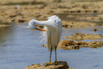 Great Egret - Ardea alba on the edge of the sea. In the background blue sea with nice bokeh. Wild foto.