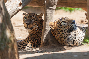 Ceylon Leopard - Panthera pardus kotiya hiding from the sun