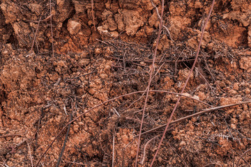 Dry soil texture for rough theme background wallpapers. Macro photograph of tropical agricultural land.