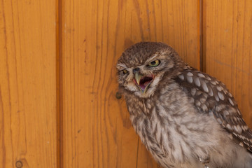 Little Owl - Athene noctua on brown background. Falcon-led owl.