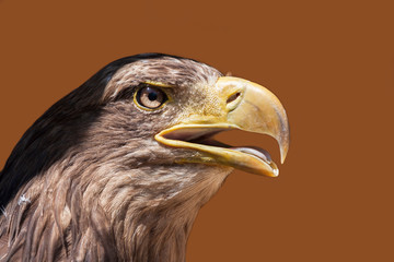 Portrait of a Sea Eagle - Haliaeetus albicilla on brown background.