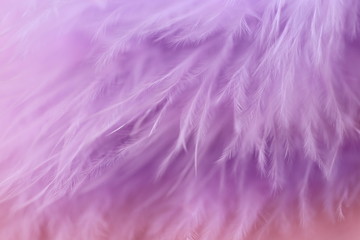Feather macro texture. Purple feather soft focus background.Lilac fluffy feather on a pink blurry background.Purple fluff background.