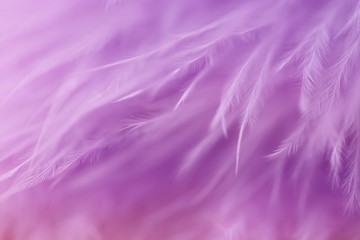 Feather macro texture. Purple feather soft focus background.Lilac fluffy feather on a pink blurry...