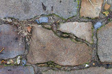 A close view on a brick of an old brick road. Grey brick, green grass, moss and lichen.