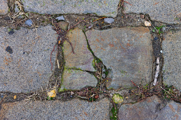 A close view on a brick of an old brick road. Grey brick, green grass, moss and lichen.