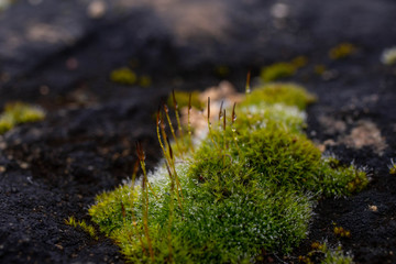 Close up of vegetable moss with water drops.Moss on stone