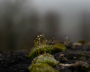 Close up of vegetable moss with water drops.Moss on stone