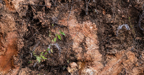Cracked dry soil texture for rough theme background wallpapers. Close-up photograph of tropical agricultural land.