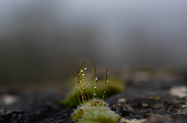 Close up of vegetable moss with water drops.Moss on stone